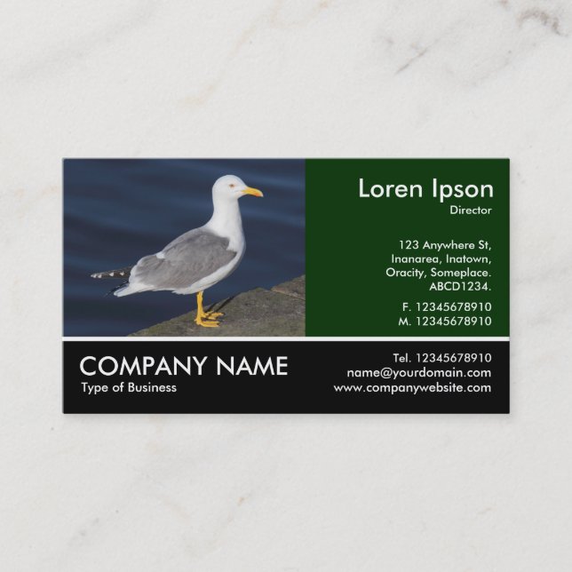 Footed Photo - Yellow-Legged Gull Business Card (Front)