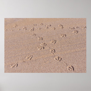 Footprints of seagulls on wet sand poster