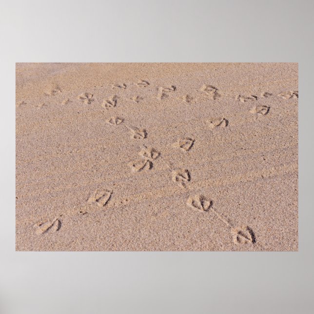 Footprints of seagulls on wet sand poster (Front)
