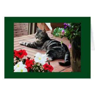 For the catlovers worldwide!