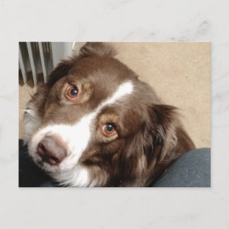 For the love of Aussie! Postcard