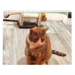 For The Love Of Cats Calendar