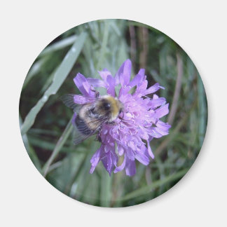 forager magnet