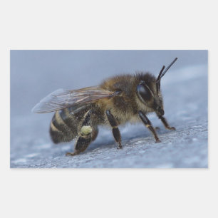 Foraging bee sticker