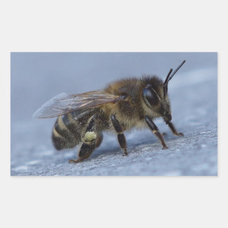 Foraging bee sticker