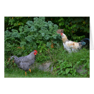 Foraging Chickens Notecard