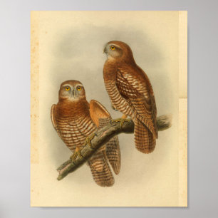 Forbe's Hawk Owl Bird Colour Vintage Print