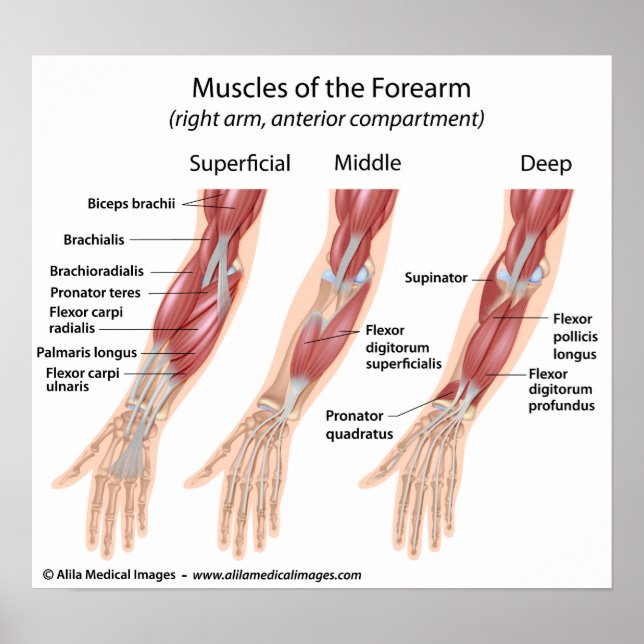 Forearm flexor muscles, labelled drawing. poster (Front)