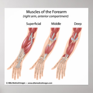Forearm flexor muscles, medical drawing. poster