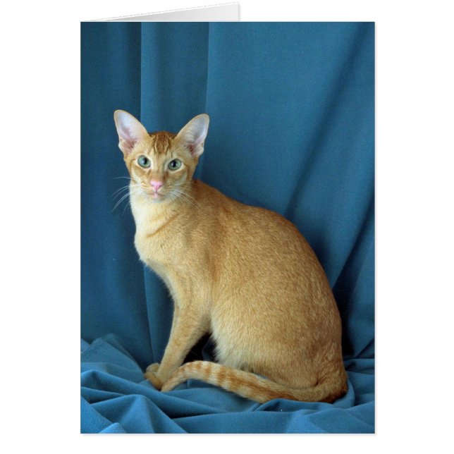 Foreign Oriental, red ticked (Front)