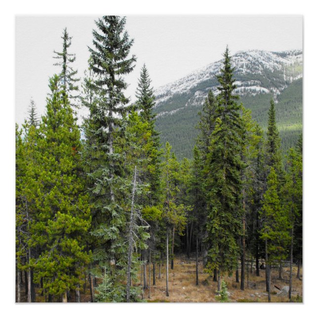 Forest and Mountain Scene Poster (Front)
