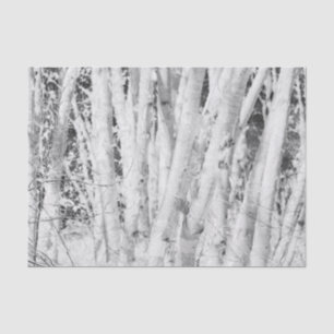 Forest Black And White Birch Trees Tissue Paper