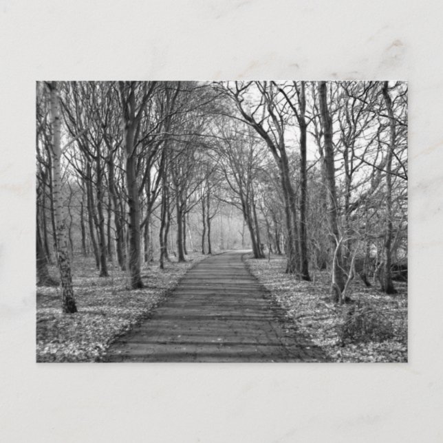 Forest, black/white postcard (Front)