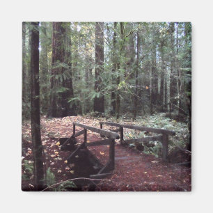 Forest Bridge- Humboldt Redwoods State Park Magnet