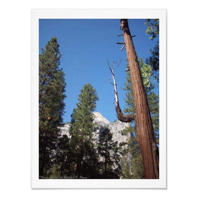 "Forest Cactus" Yosemite Valley Photo Print! Print (Front)