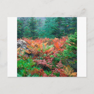 Forest Colourful Ferns In Autumn Acadia Maine Postcard