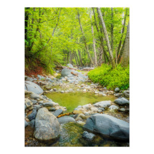 Forest Creek Nature Landscape Photo Print Art