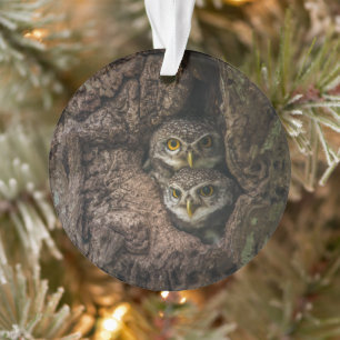 Forest   Deux Owls Looking