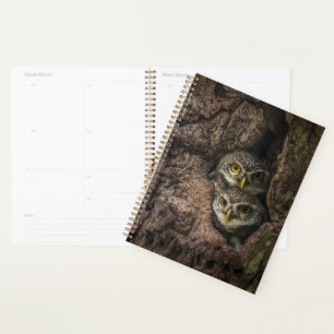 Forest Deux Owls Looking