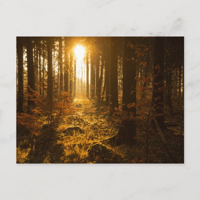 Forest During Autumn | Baden Württemberg, Germany Postcard (Front)