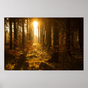 Forest During Autumn Baden Württemberg, Germany Poster