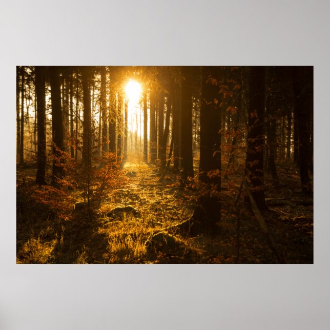 Forest During Autumn | Baden Württemberg, Germany Poster (Front)