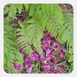 Forest ferns with pink flower petals on ground square sticker
