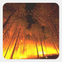 Forest Fire