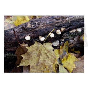 Forest Floor