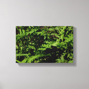 Forest Floor Ferns Canvas Print