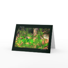 Forest Floor Fractal Art Notecards