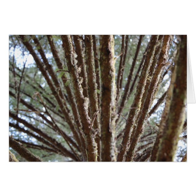 Forest for the trees (Front Horizontal)