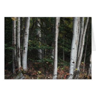 Forest for the Trees by Logan Guinn