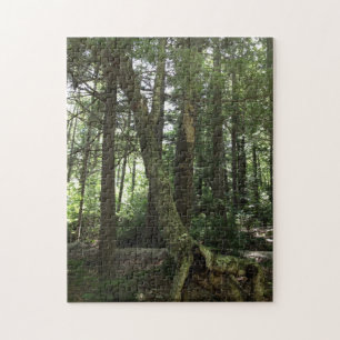 Forest hiking trail photography jigsaw puzzle
