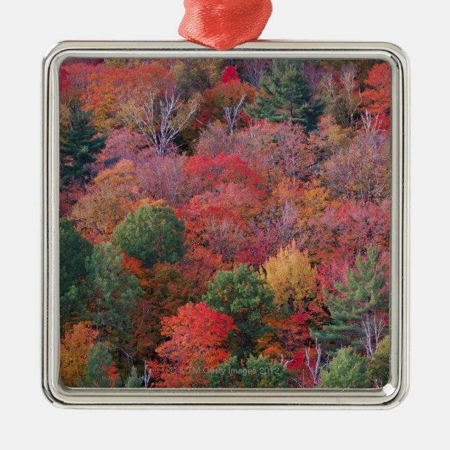 Forest in autumn with fall foliage.  Algonquin Metal Ornament (Front)