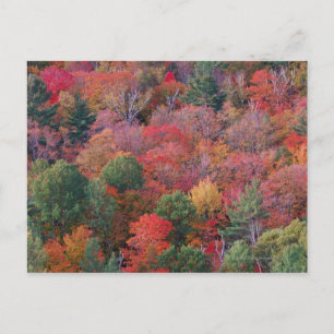 Forest in autumn with fall foliage. Algonquin Postcard