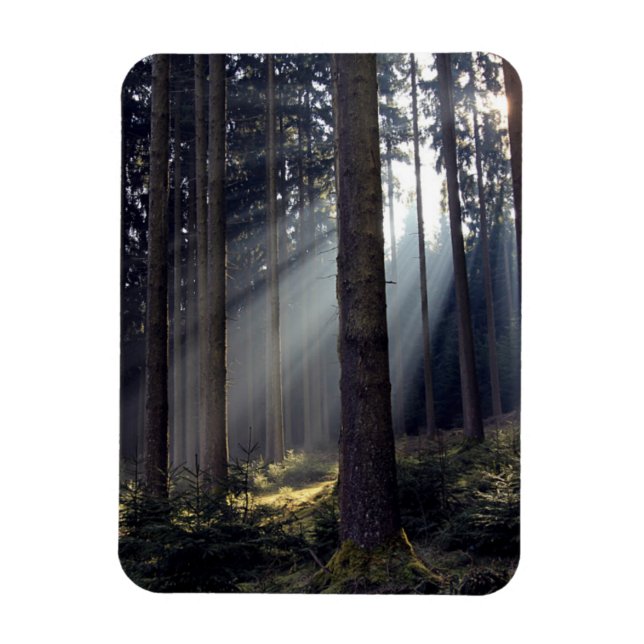 Forest in Bavaria Magnet (Vertical)