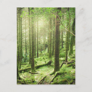 Forest in Killarney National Park   Kerry, Ireland Postcard