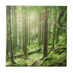Forest in Killarney National Park   Kerry, Ireland Tile