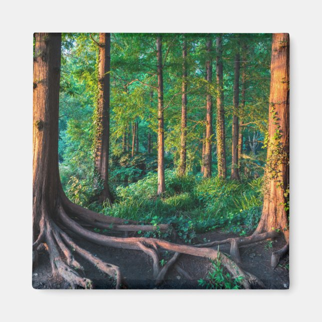 Forest in Summer Magnet (Front)