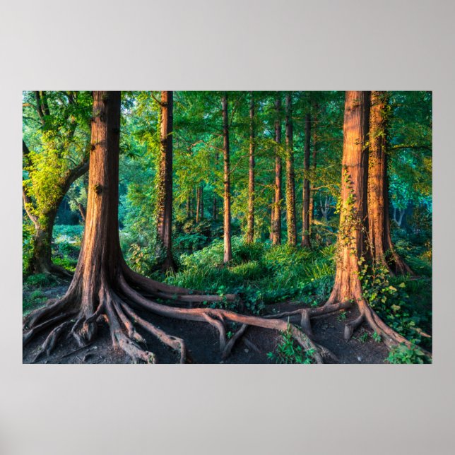 Forest in Summer Poster (Front)