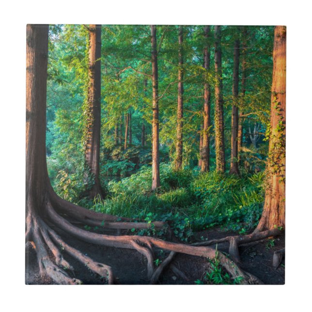 Forest in Summer Tile (Front)