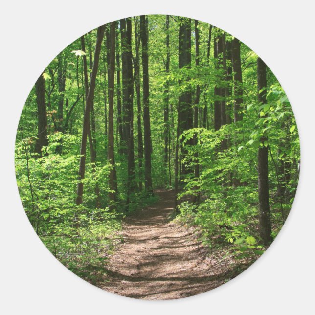 Forest in Sunlight Classic Round Sticker (Front)