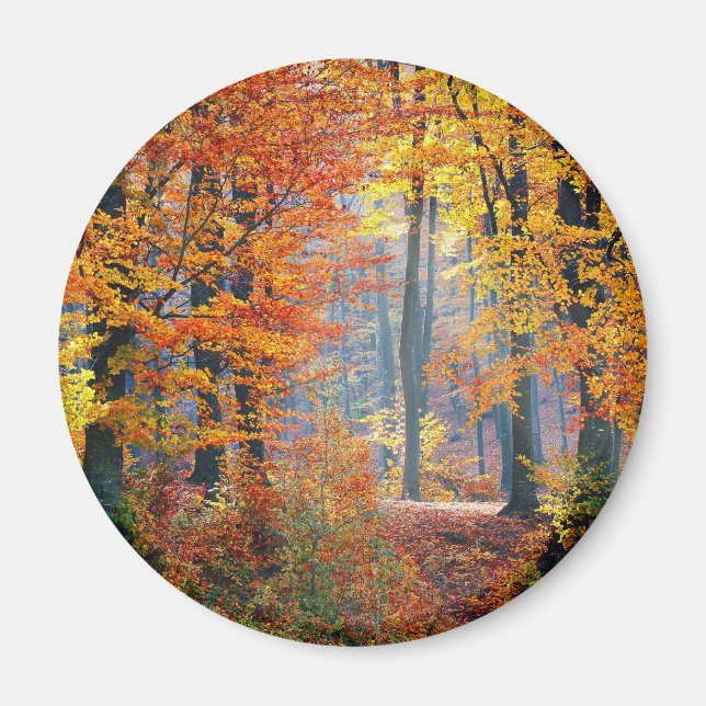 Forest in the Fall Magnet (Front)