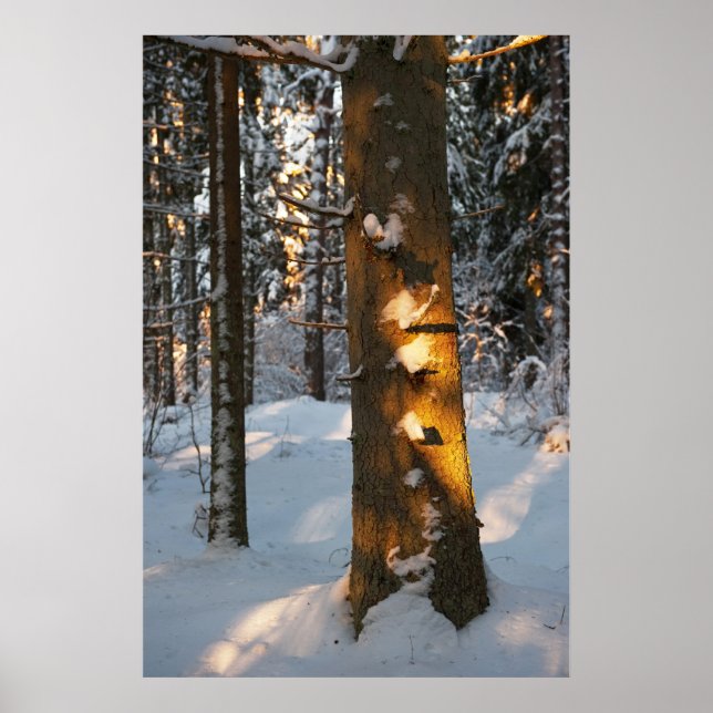 Forest in the winter poster (Front)
