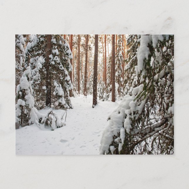 Forest in winter postcard (Front)