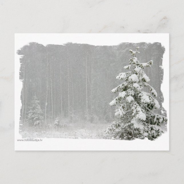 Forest in winter postcard (Front)