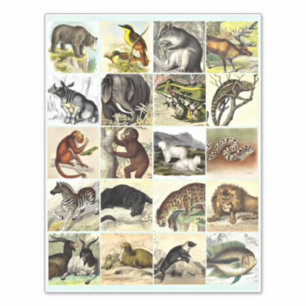 Forest, Jungle And Ocean Animal Collage sheet Art