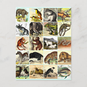 Forest, Jungle And Ocean Animal Collage sheet Art  Postcard