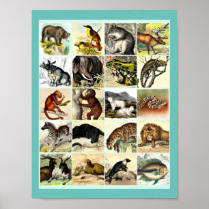 Forest, Jungle And Ocean Animal Collage sheet Art Poster